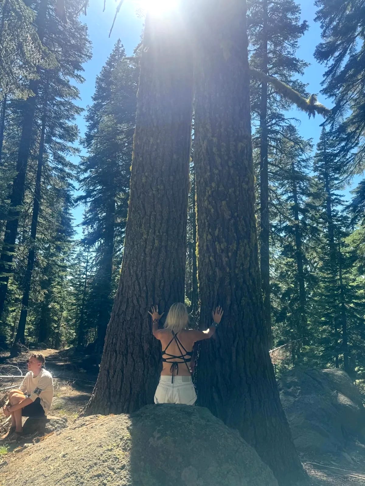 Giant sequoia tree tunnel hike