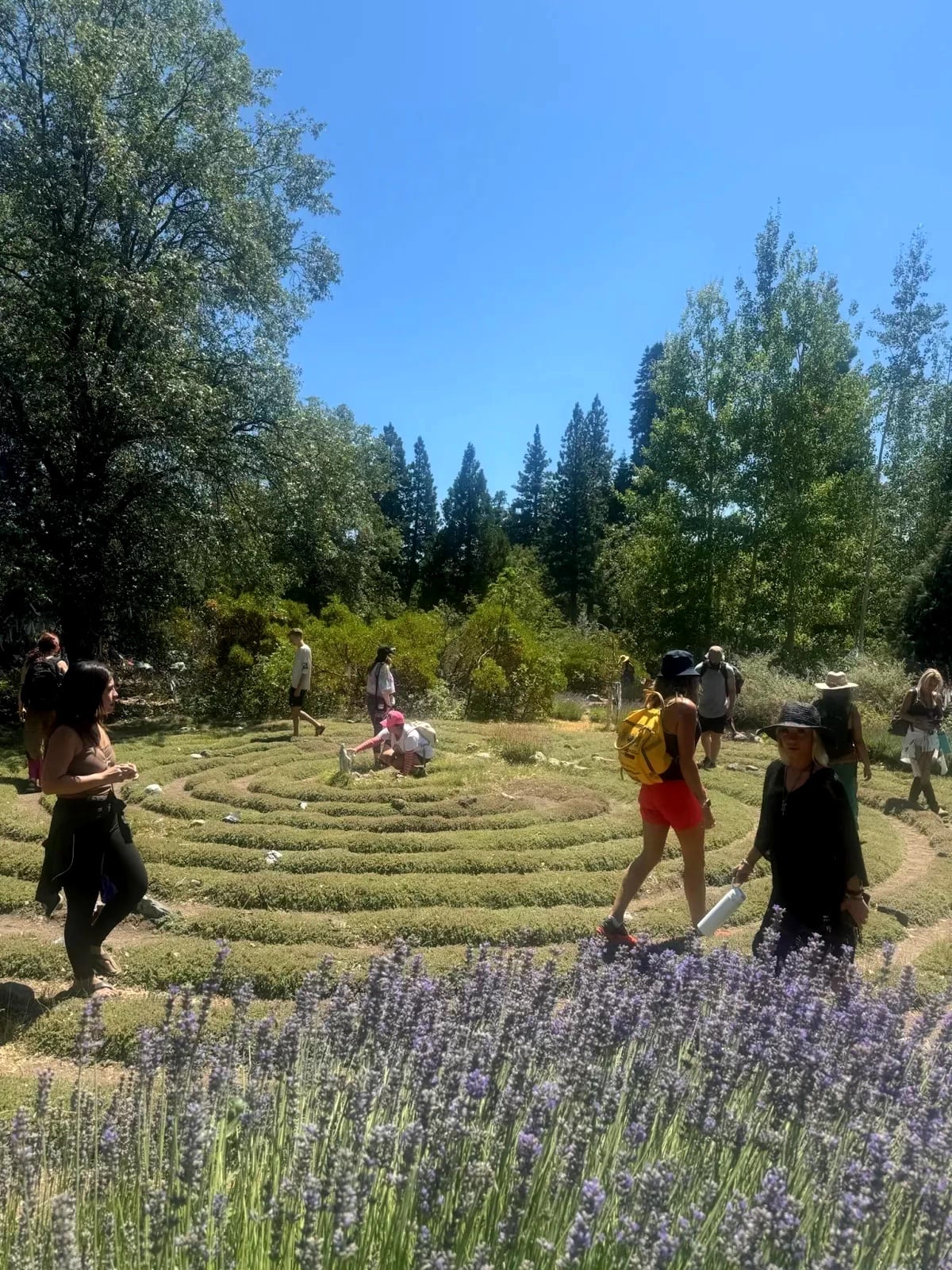 Lavender garden maze