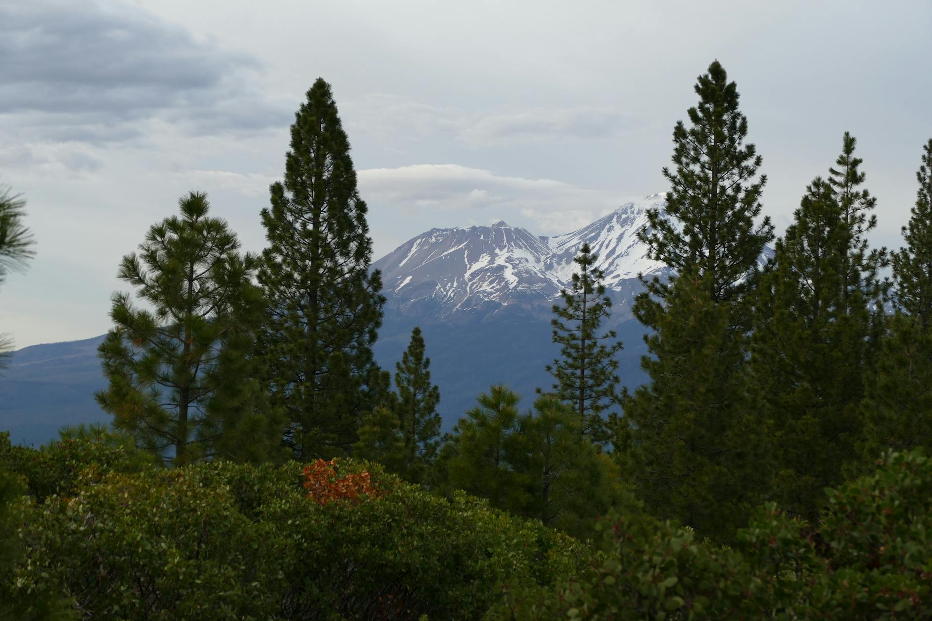 Mount Shasta forest view